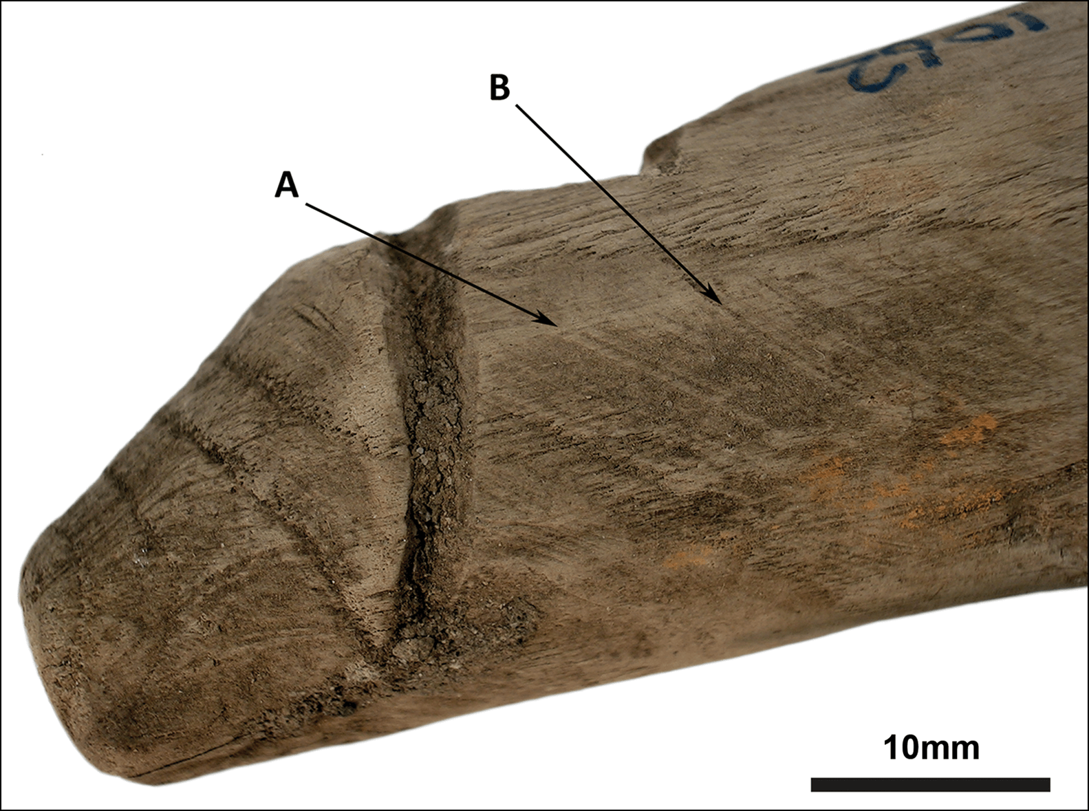 Close-up of toolmark signatures on object W-1992-1062. Arrows A and B show two different applications of the same tool (photograph by R. Sands).