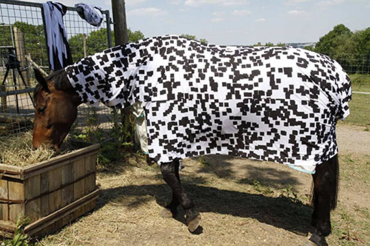 Zebra dotted blanket on a horse