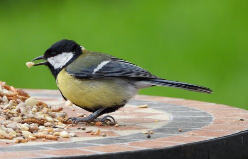 a bird eating bird food