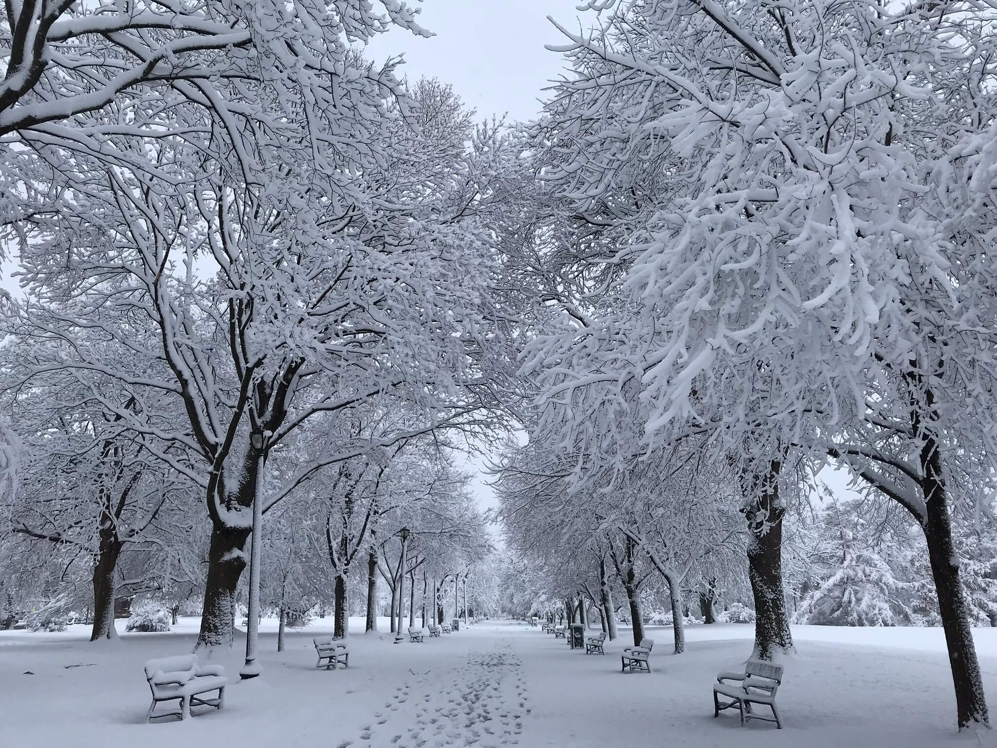 a snowy park