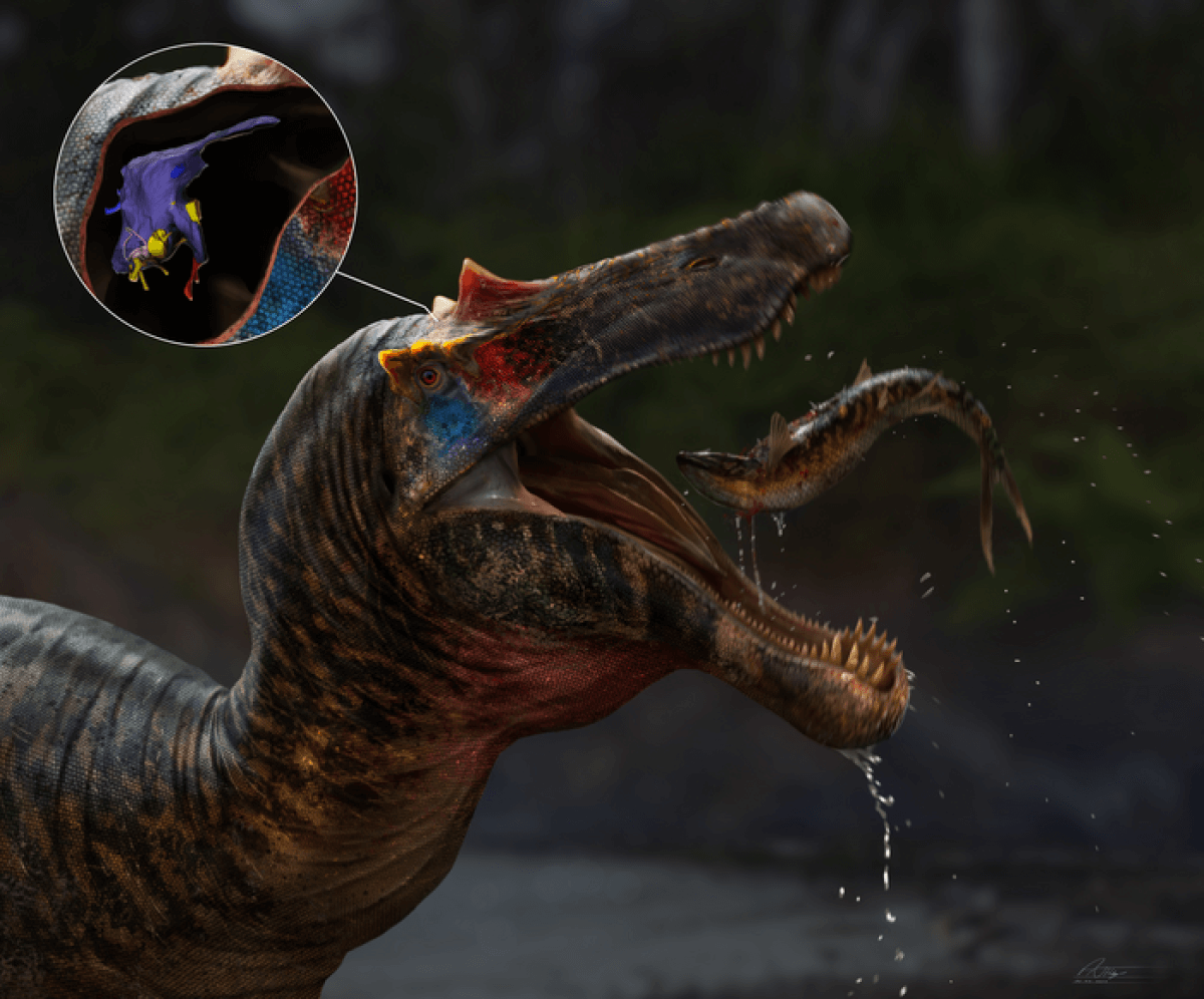Artist's impression of the dinosaur Ceratosuchops eating a fish