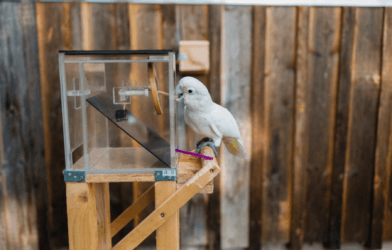 A cockatoo using a tool with its beak
