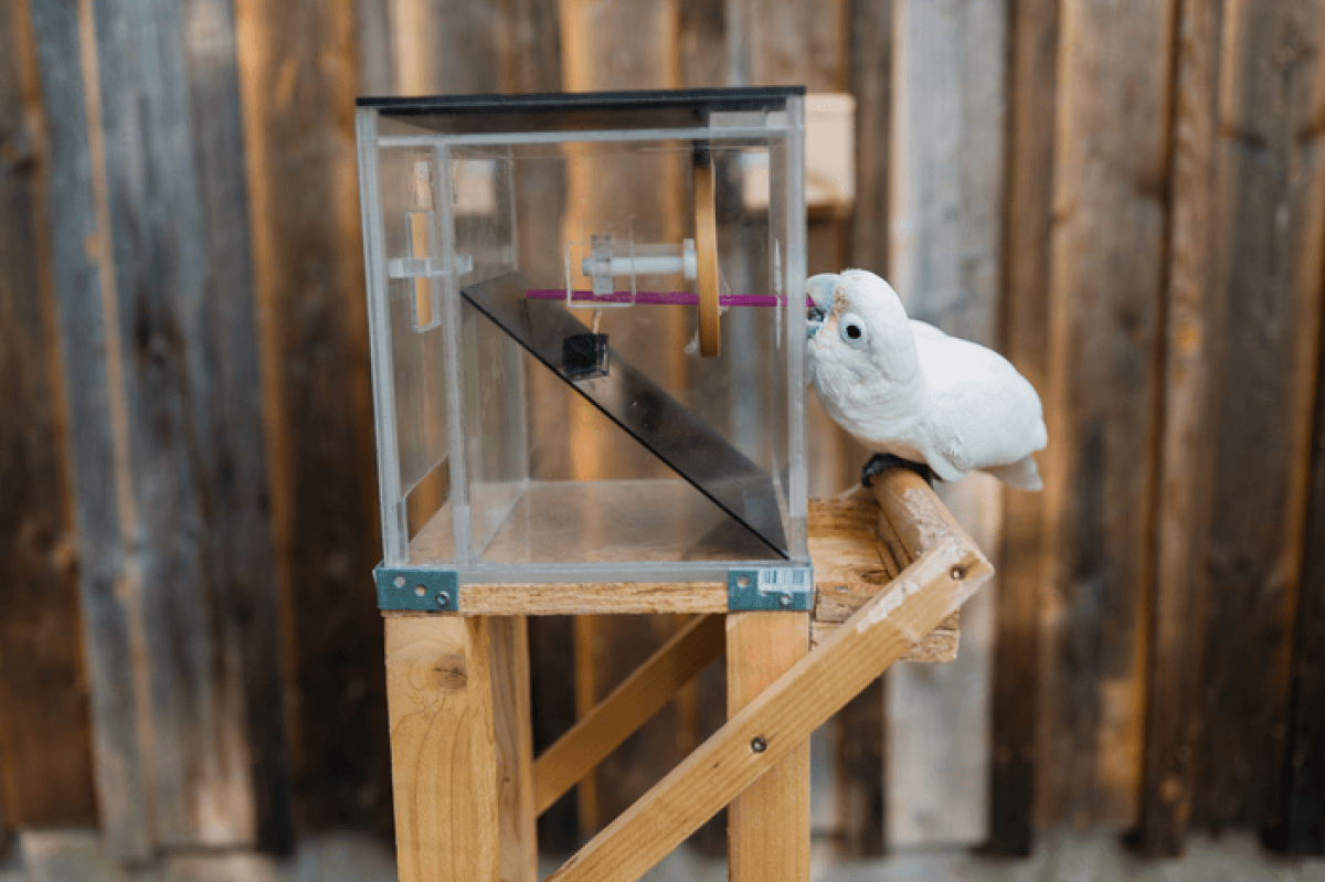 A cockatoo sitting on a perch using a tool