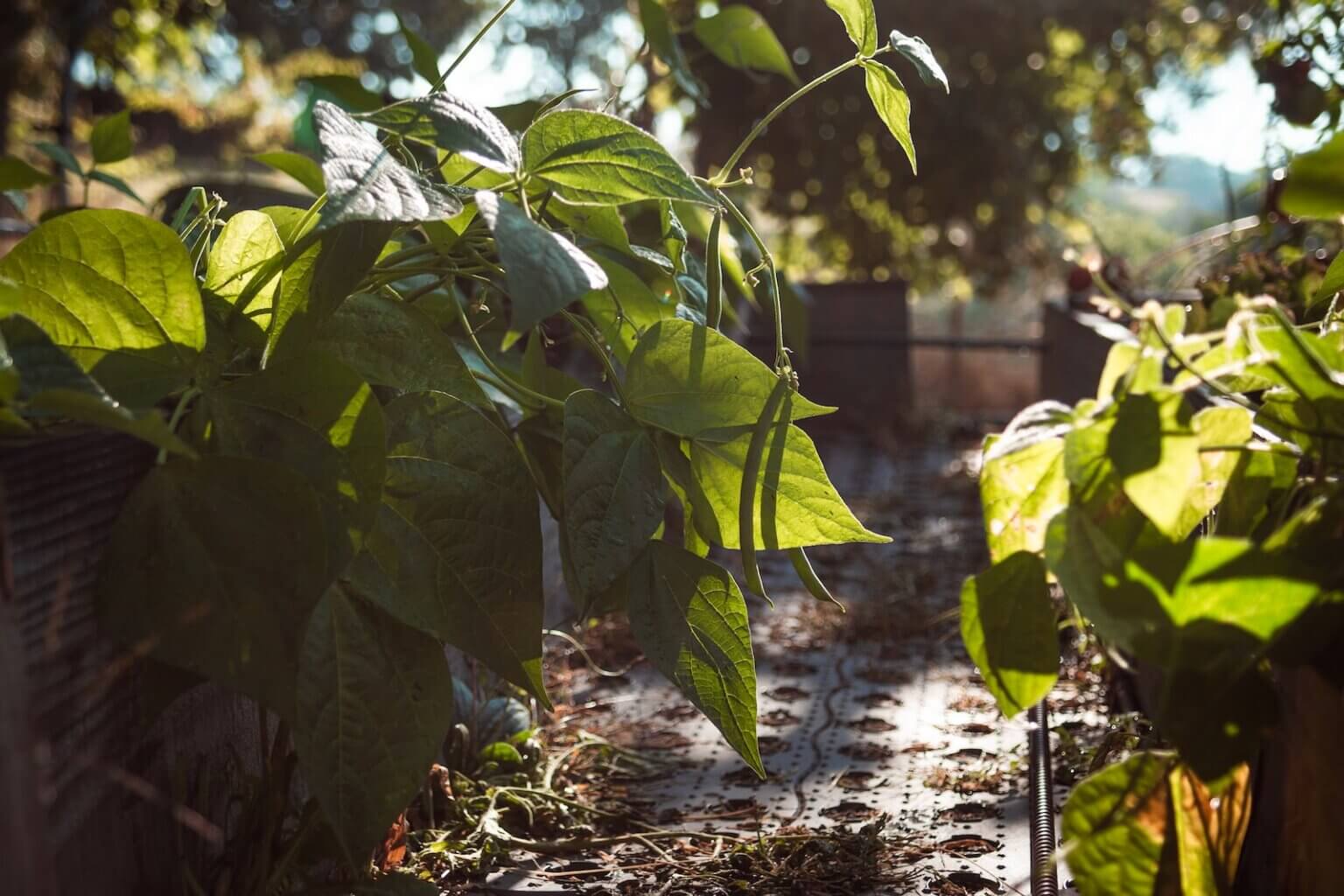 EASIEST VEGETABLES TO GROW IN NORTHEAST OHIO visual data 2