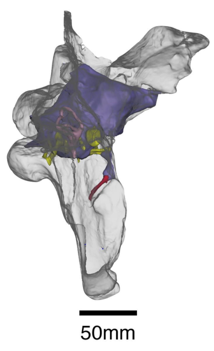 Computer model of a dinosaur's brain cavity