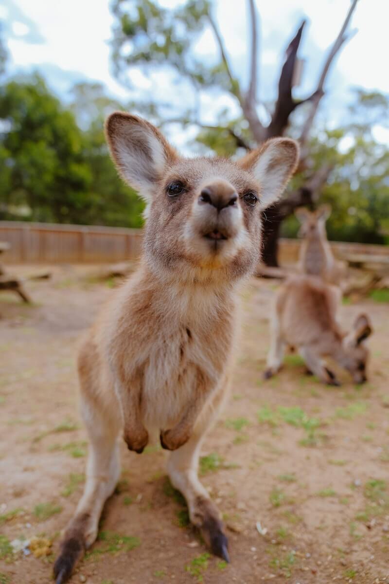 photo of baby kangroo