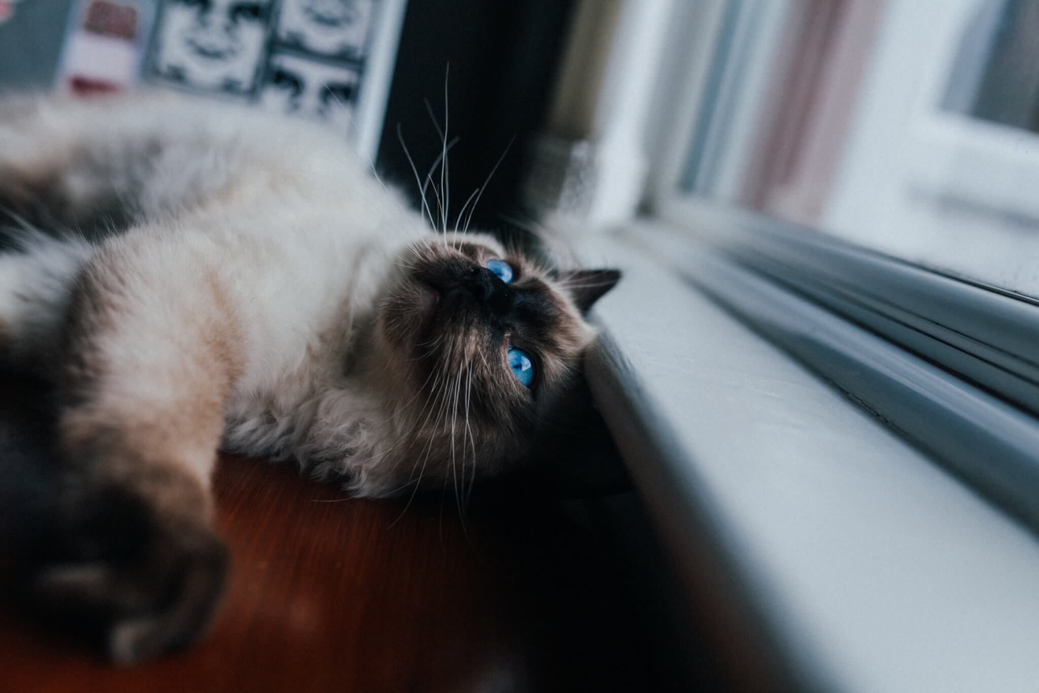 Siamese cat in window, best cat breeds