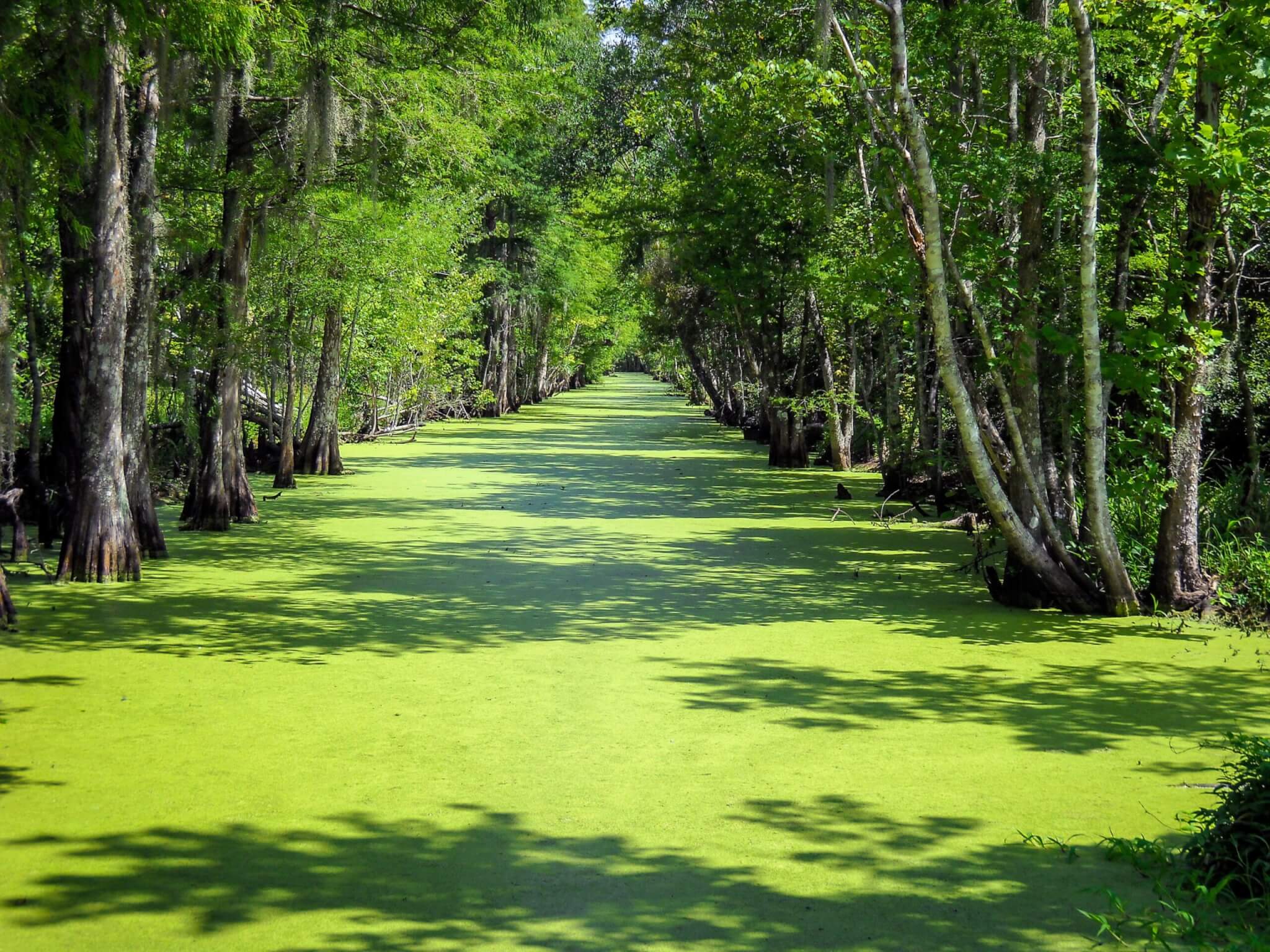 green water in Louisiana