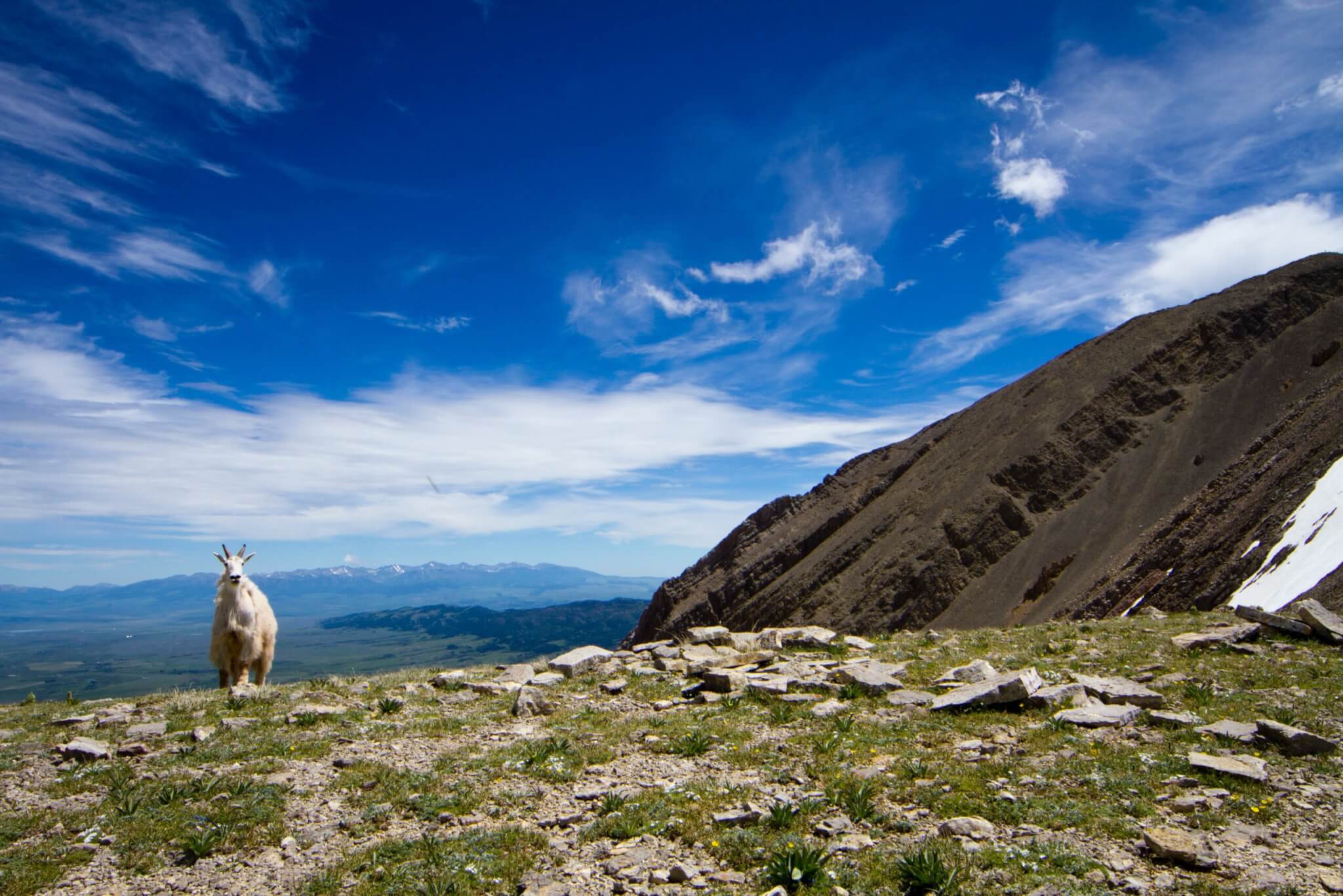 goat, mountain, Montana
