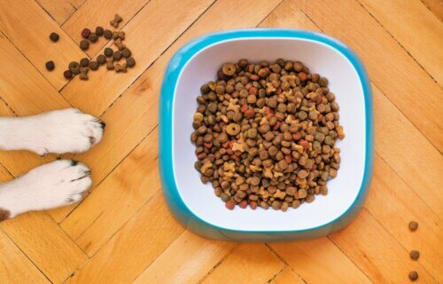 Dog food in a pet bowl, best dog food