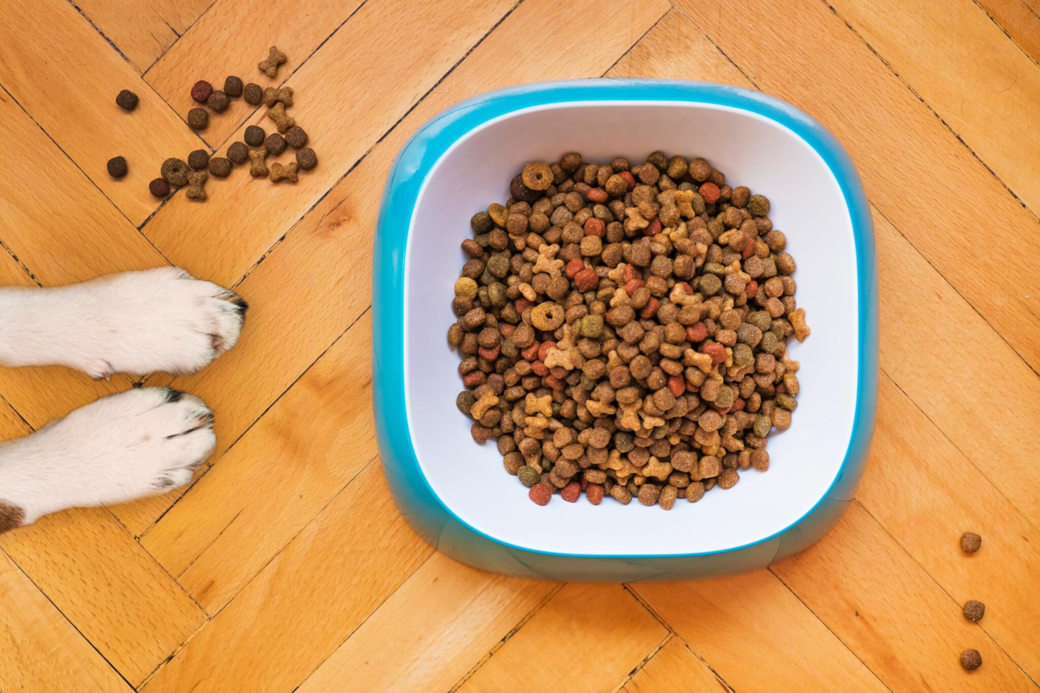 Dog food in a pet bowl, best dog food