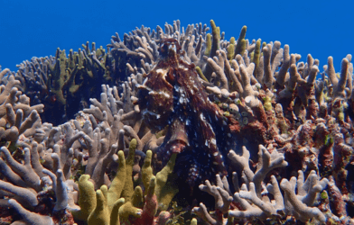 octopus on a coral reef