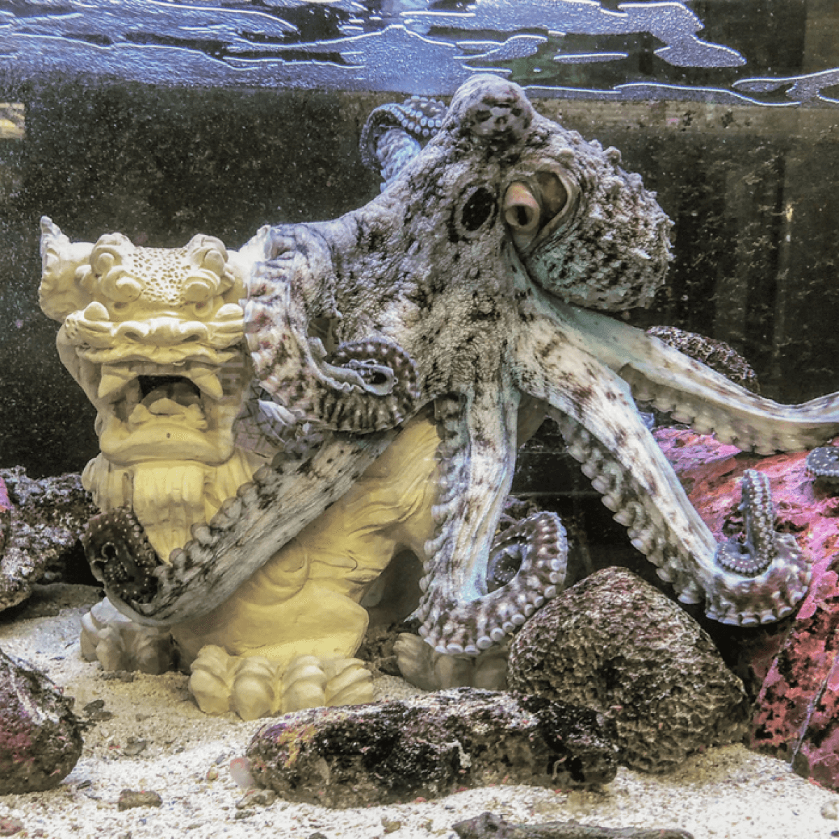 octopus posing with a Shisa