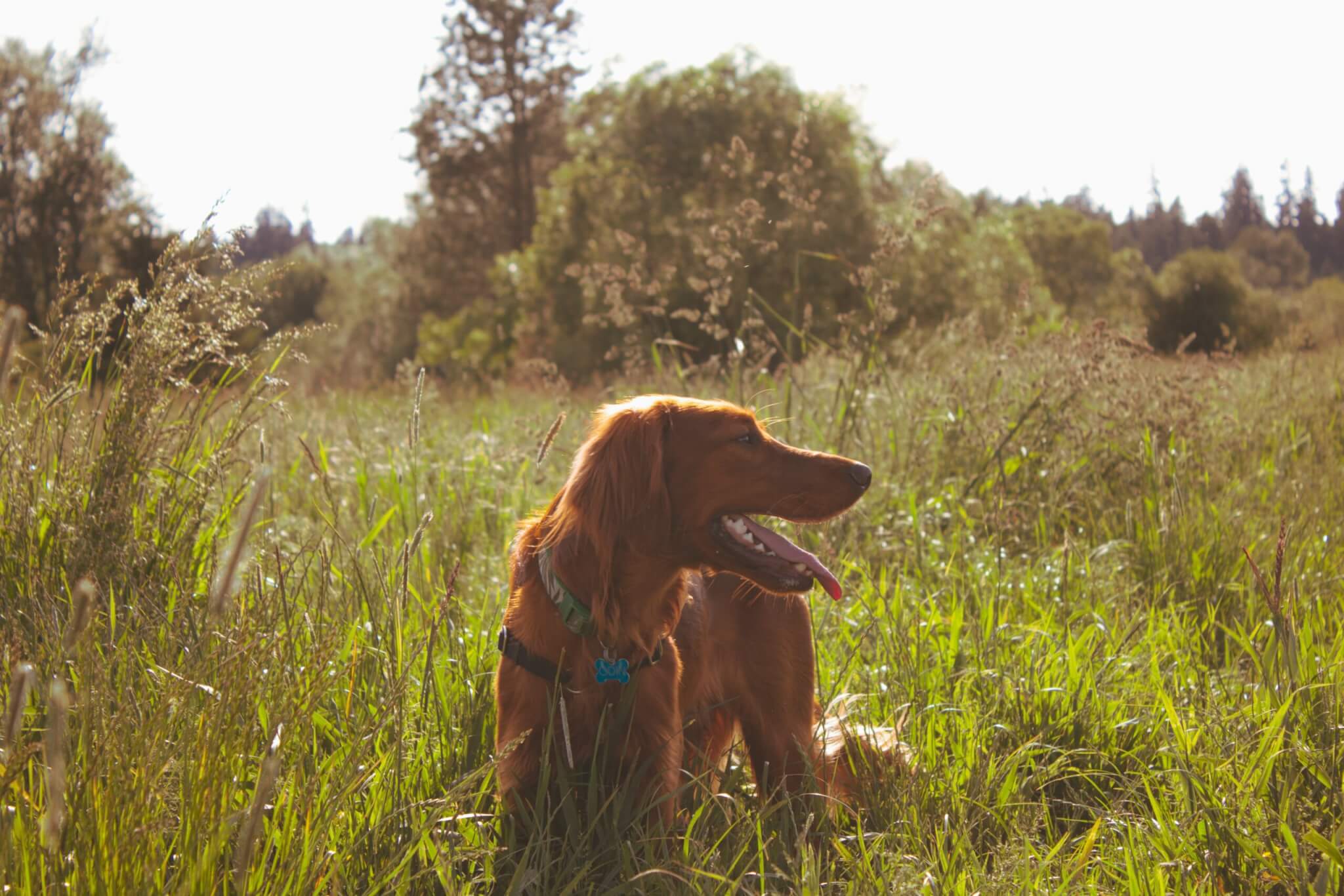 dog in a field