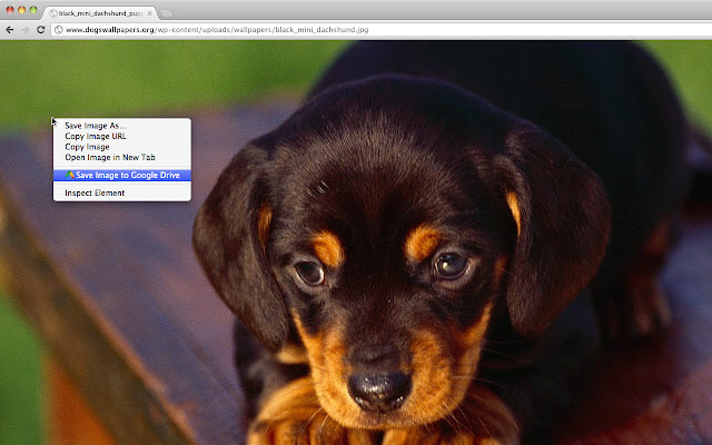 inage of puppy on internet browser