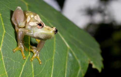 Spiny-throated reed frog sitting on a leaf