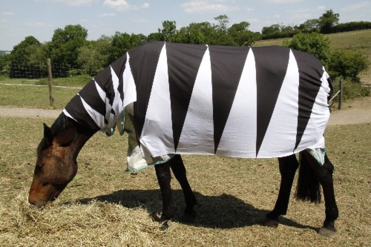zebra striped blanket on a horse