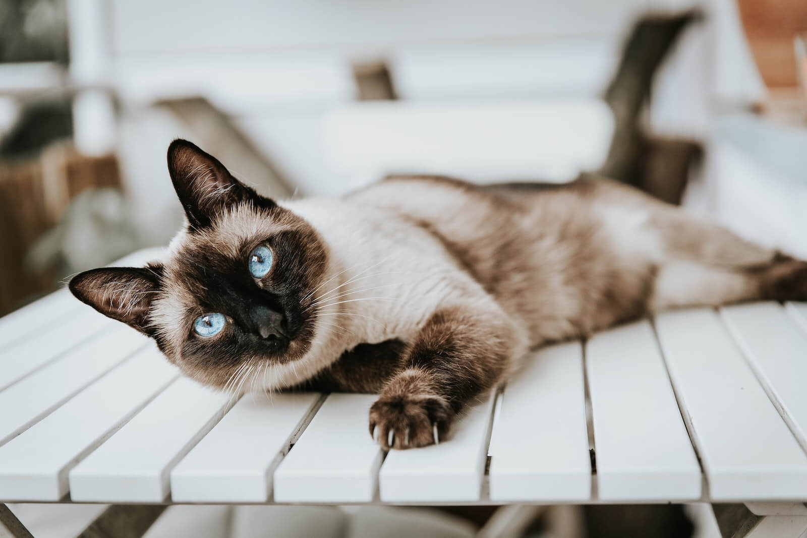 Siamese cat lying on wooden table