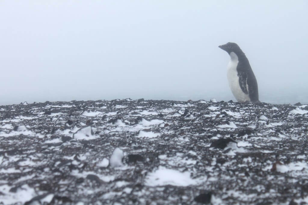 Extreme snowstorms driven by climate change are leaving Antarctic seabirds unable to breed
