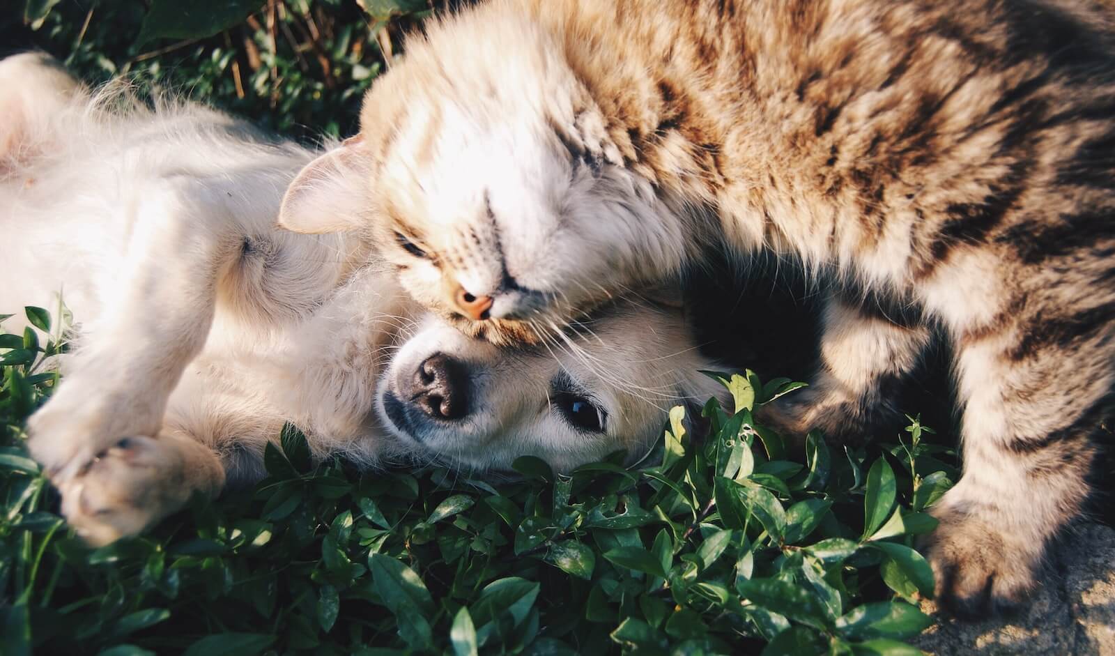A dog and cat cuddling in the grass