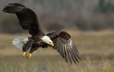 Bald eagle flying over a field