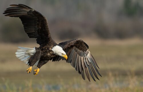 Bald eagle flying over a field