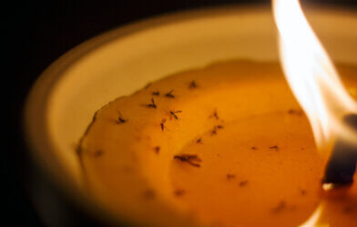 Citronella candles with dead mosquitoes in it