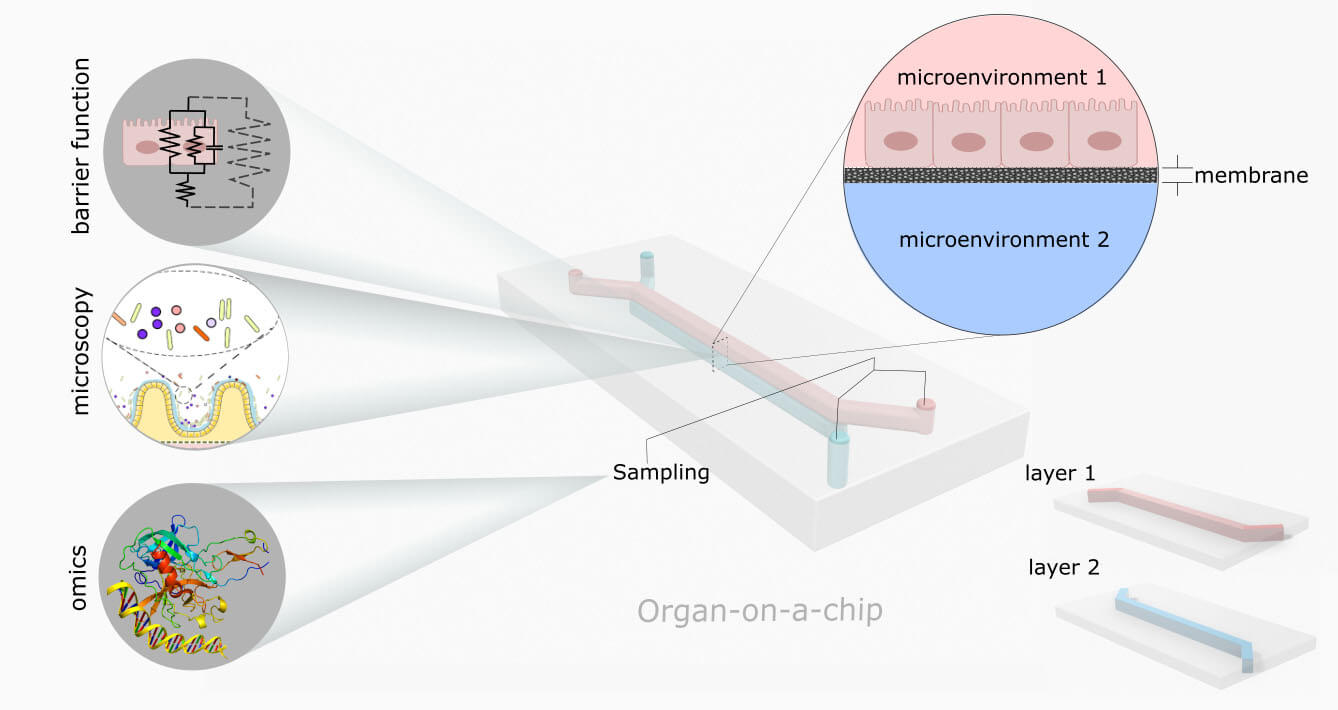 Schematic of a double layer organ-on-a-chip device.
