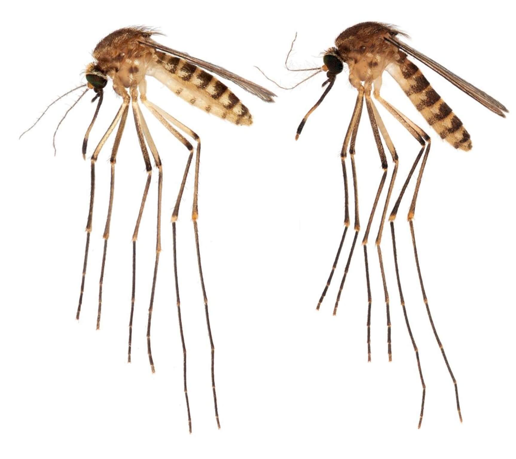Culex lactator mosquito found in Florida
