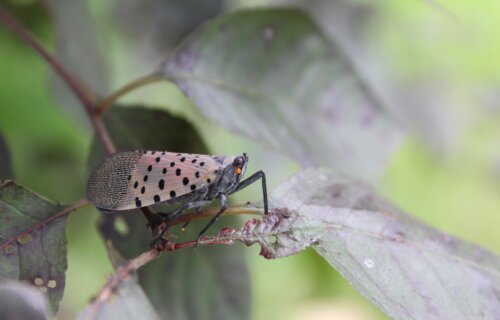 Spotted lanternfly, which is infesting the eastern portion of the U.S., sitting on a purple sandcherry.