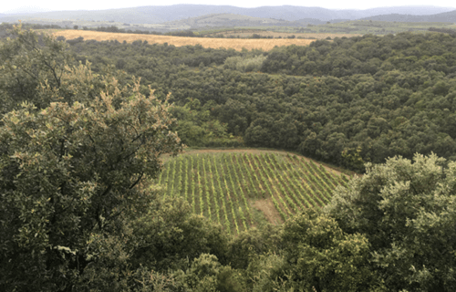 meteorite crater that is now a French winery