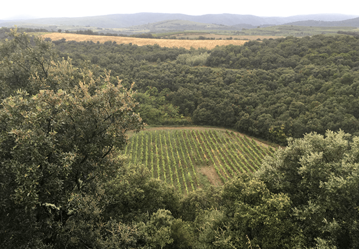 Geologist goes on vacation and finds a giant meteorite crater in a winery!