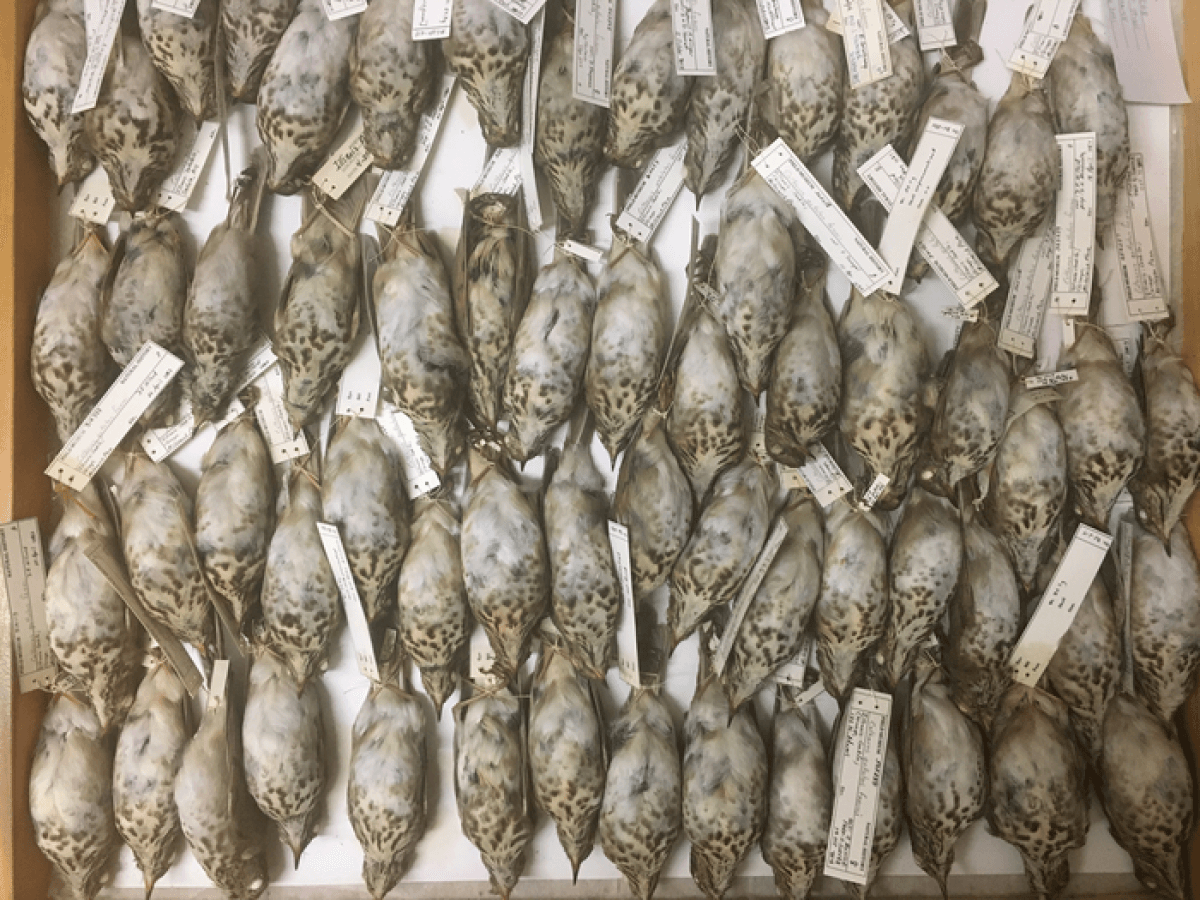 a collection of bird bodies