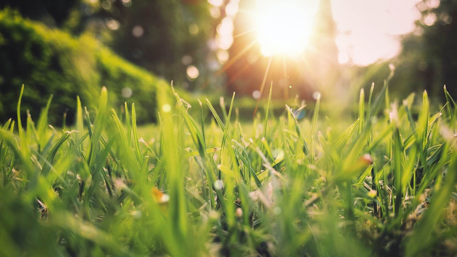 Grass and sunshine in the spring