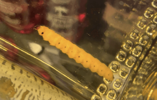 worm in mezcal bottle