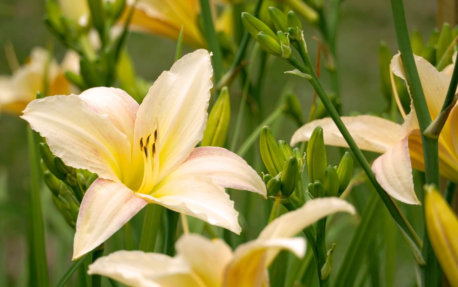 White daylilies blooming
