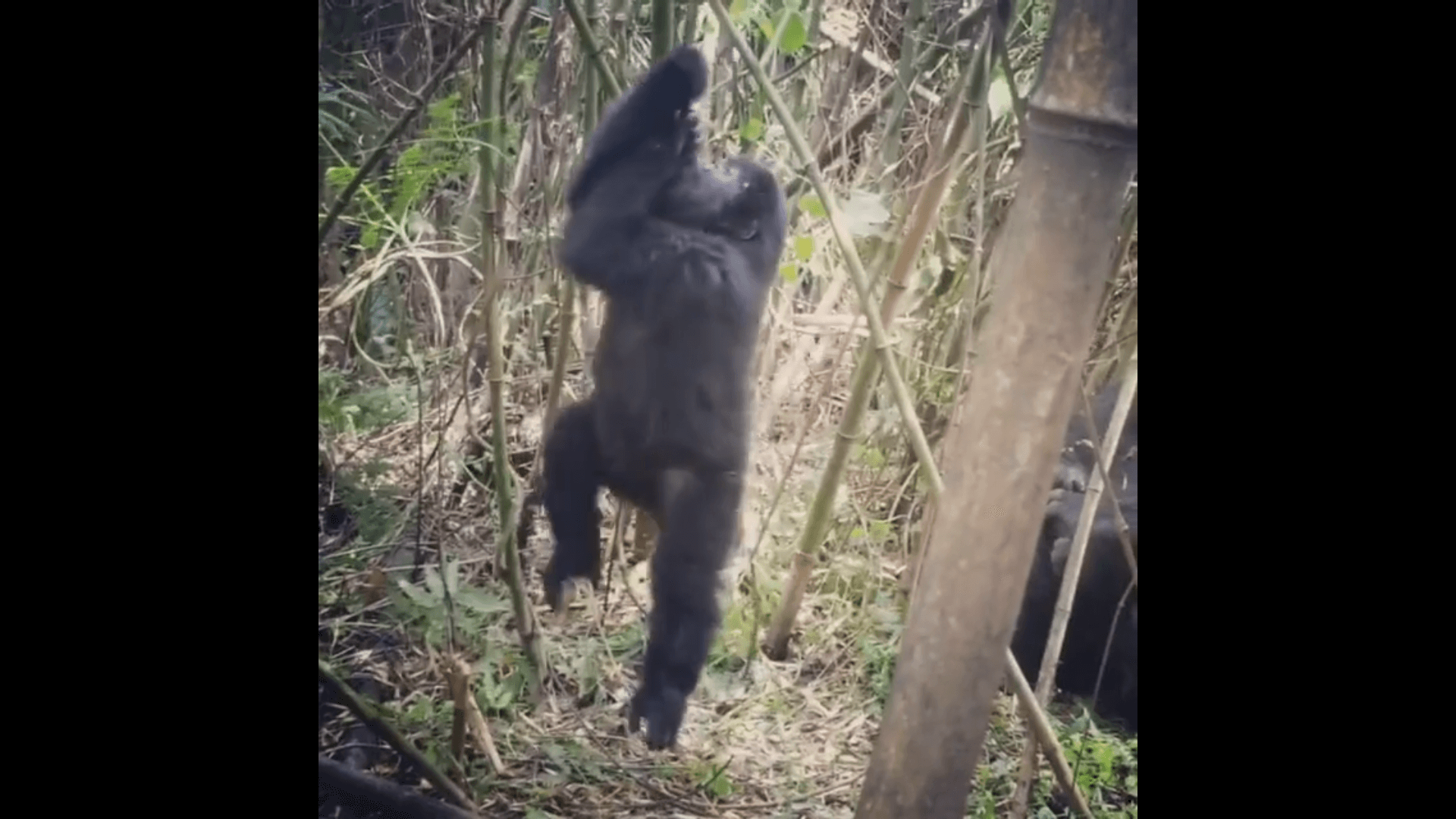 gorilla spinning