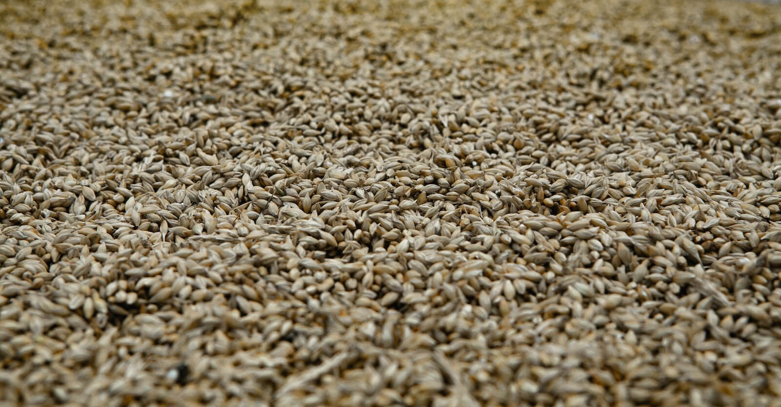 Barley seeds