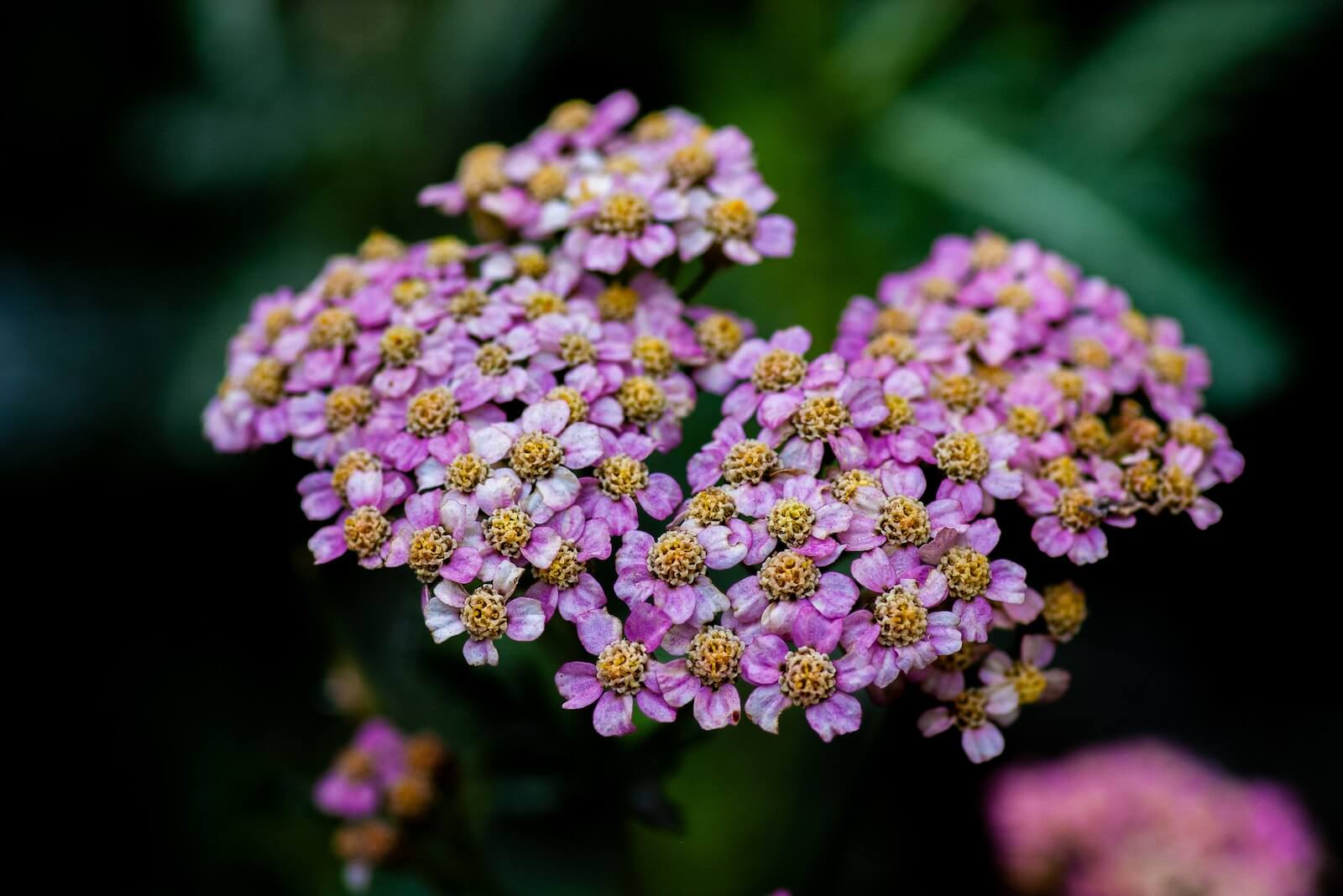 Purple yarrow flowers