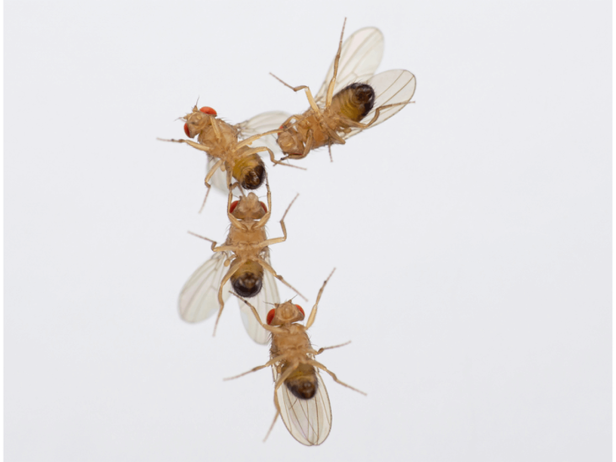 insects mating behavior