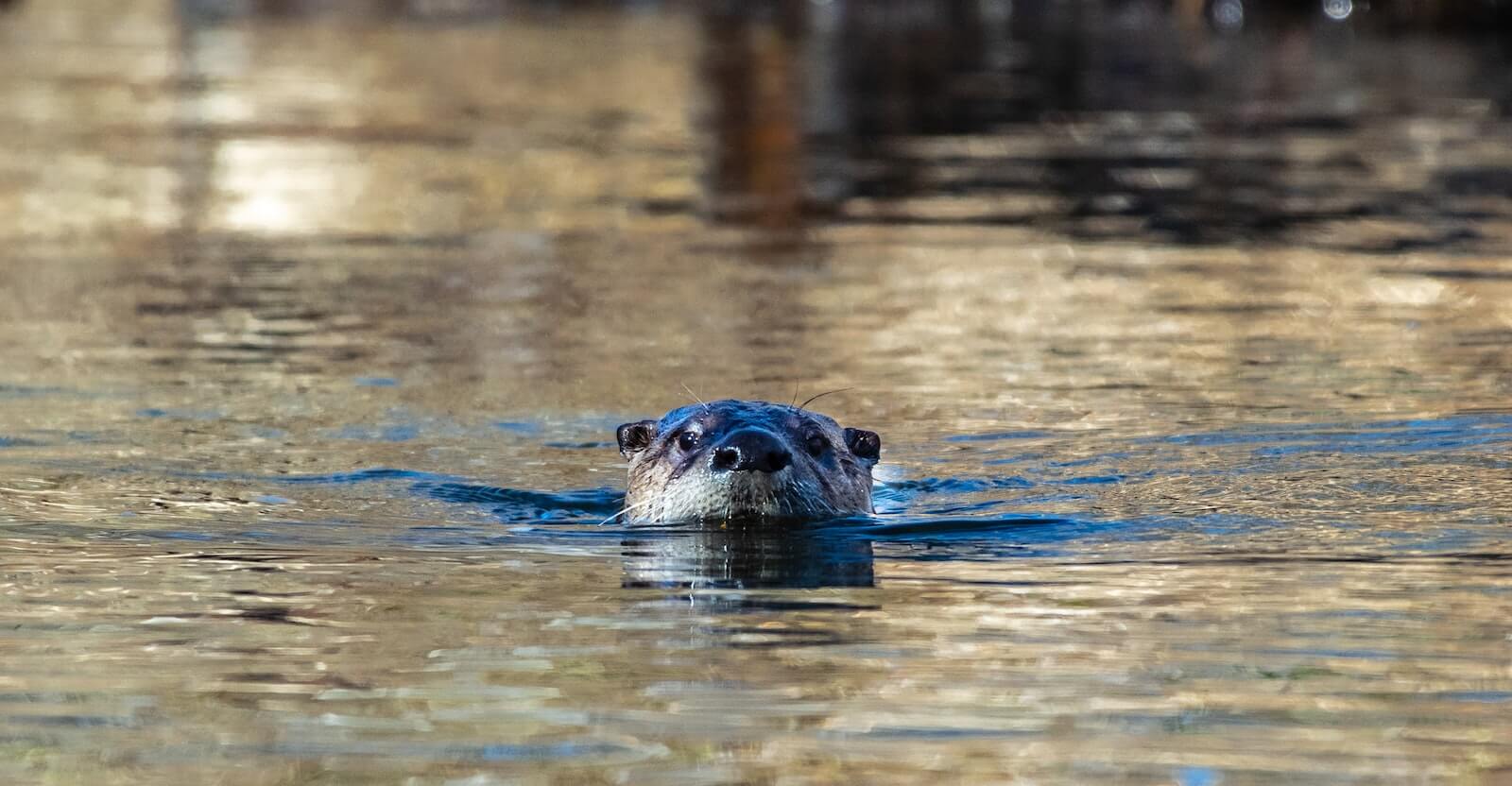 A river otter in Bear Creek in Ashland, Oregon