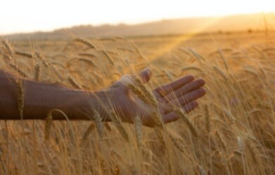 A person's hand among a field of wheat