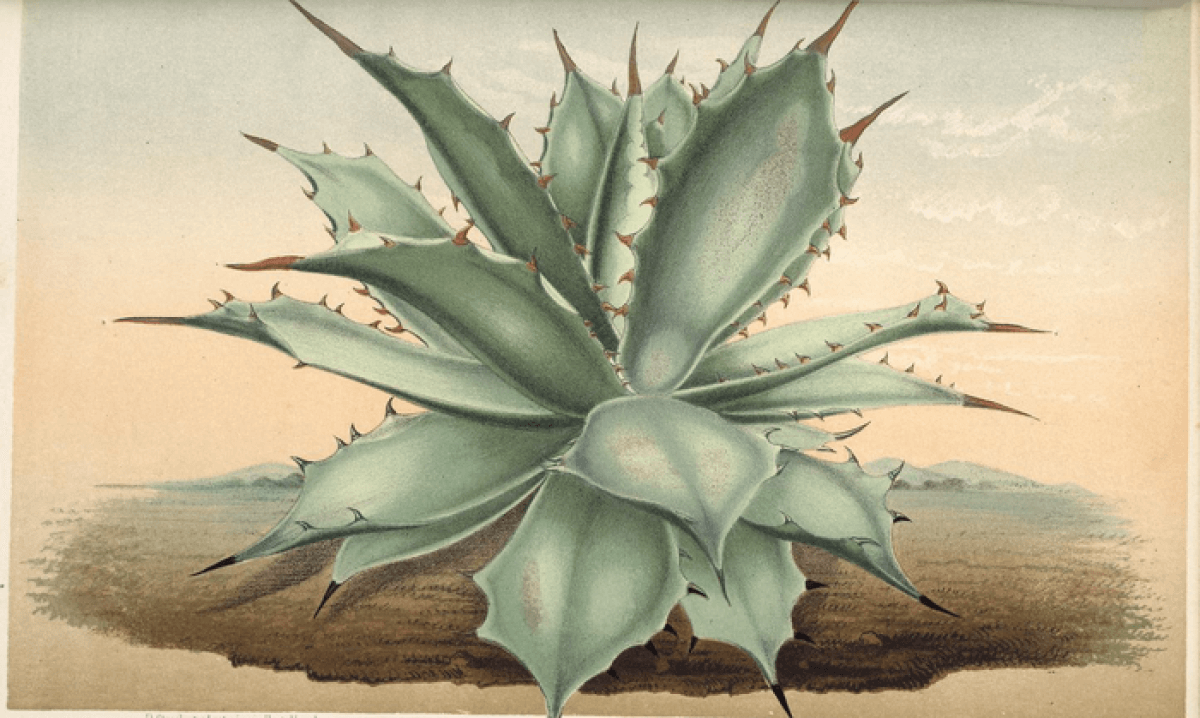 mezcal agave plant