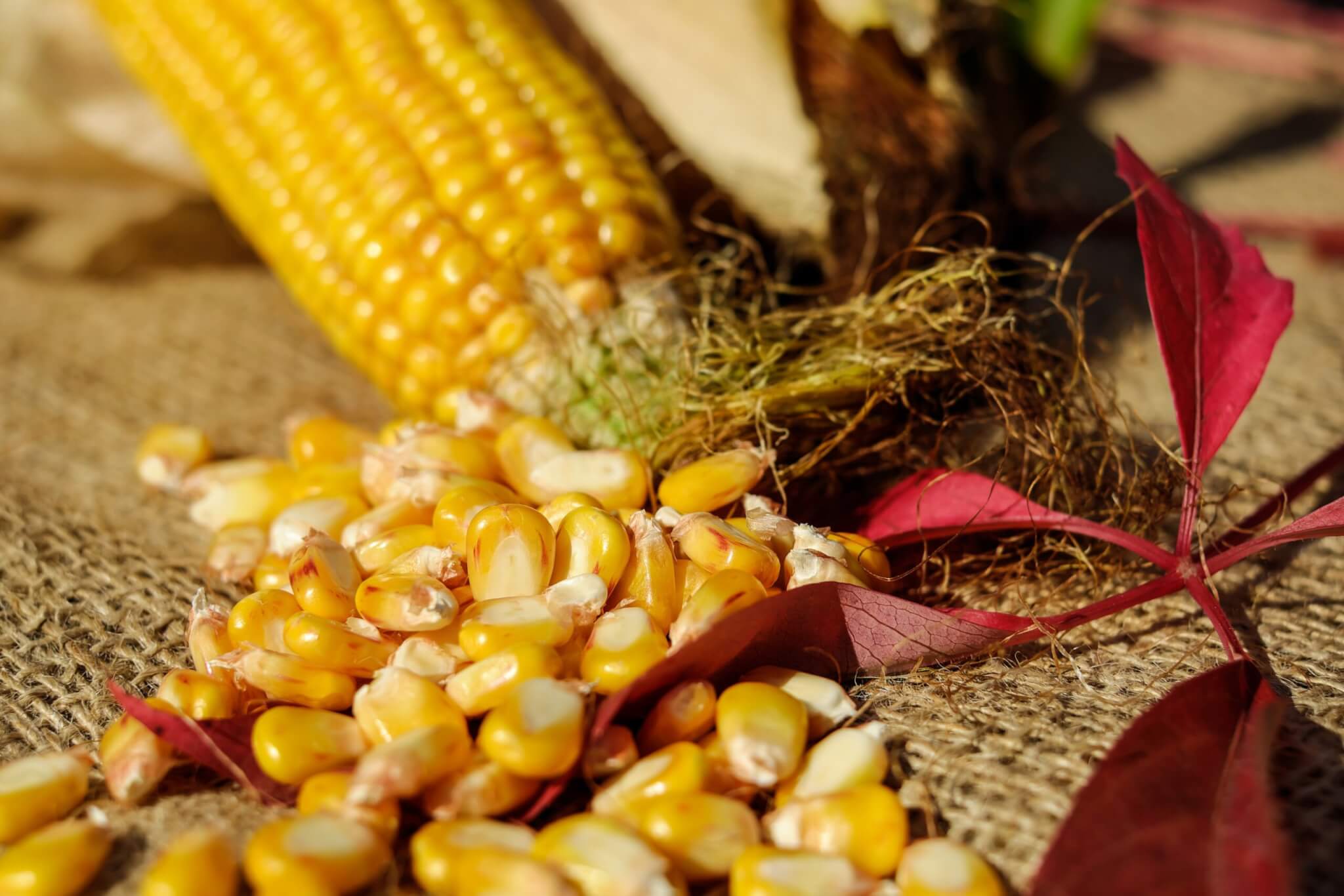 corn and kernels 
