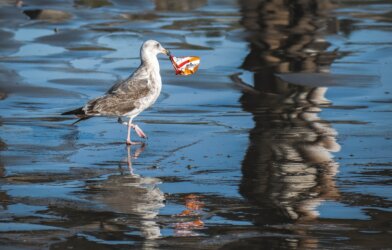 bird in the water eating plastic waste