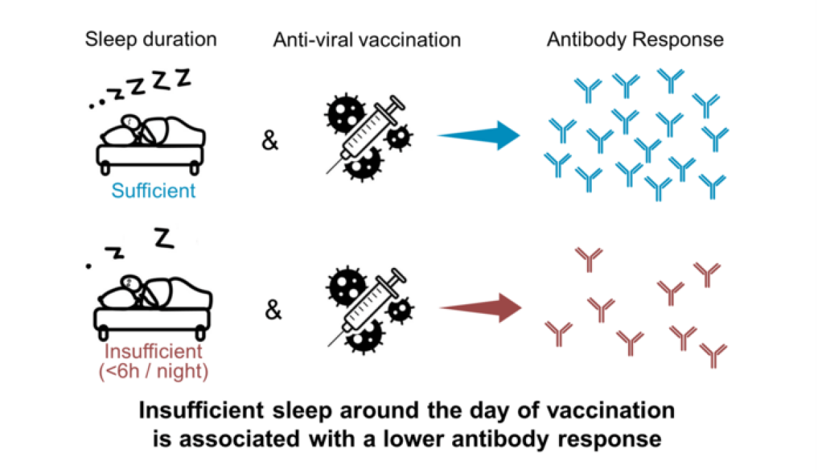 sleep and vaccine immunity chart
