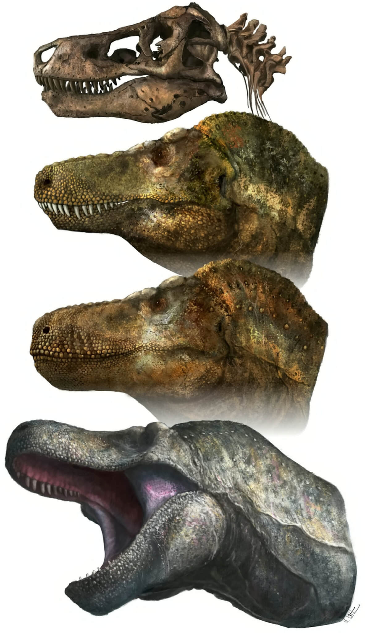 Illustration of a T-rex mouth and jaw