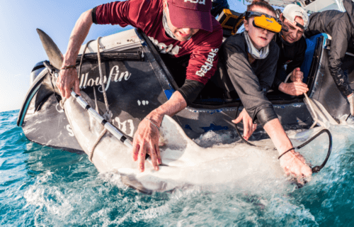 scientists tagging a pregnant shark