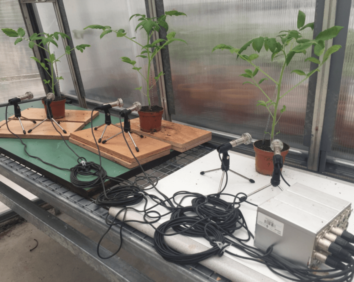 recording tomato plants