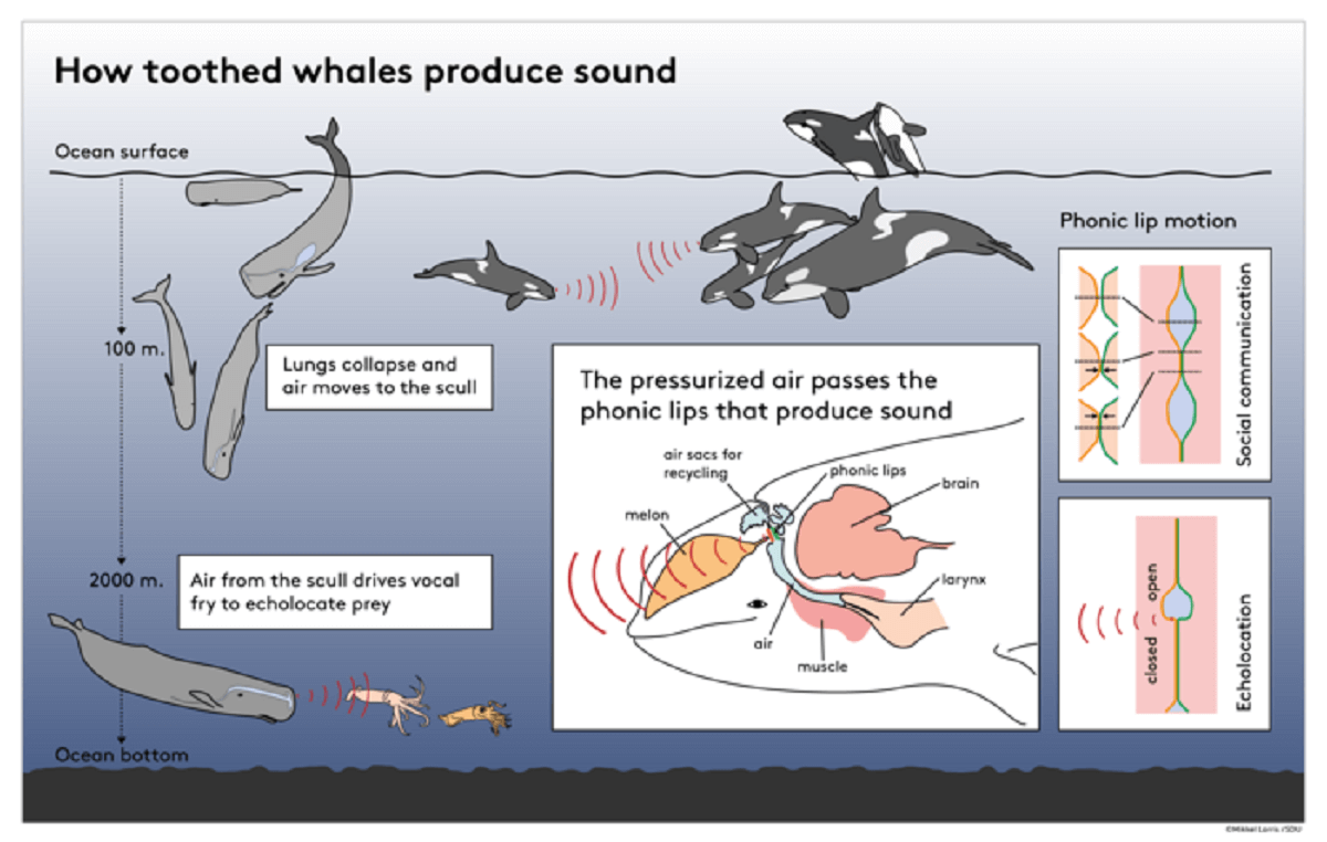 Infographic explaining how toothed whales produce sound. Shows multiple whales under water and two killer whales above water.